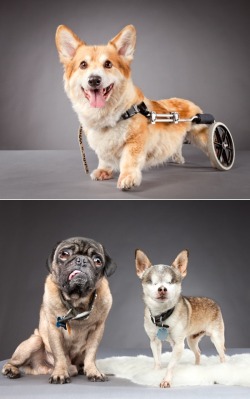 thedailywhat:  Photo Series of the Day: From Carli Davidson’s “Pets with Disabilities.” Of her influence, the freelance photographer says:   There was this totally beautiful German shepherd in a wheelchair playing fetch with its owner. It was so