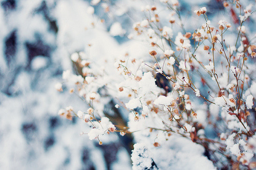 pluviam:  (by lizet87-nl.) 