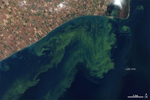 Toxic Algae Bloom in Lake Erie, North AmericaThe green scum shown in this image is the worst algae b