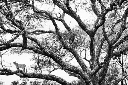 thebigcatblog: A leopard is seen in a tree in Elephant Plains, South Africa. Leopard tend to prefer 