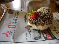 hiddledbythebatch: v0nderful:  detectivefancypants:  if you’ve been having a bad day here’s a hedgehog with a strawberry on its head even if you haven’t been having a bad day here’s something to make your day better  PS.The hedgehog is also reading