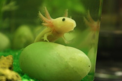 crisscrosscutout:  This is my axolotl :) I love him :D he makes my desk happy :D I like that I can see most of his organs and that he glows under a blacklight. Axolotls are great! 