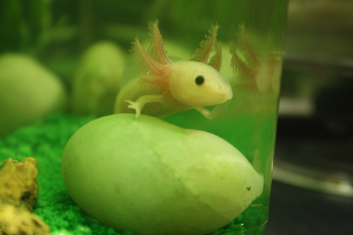 Porn photo crisscrosscutout:  This is my axolotl :)