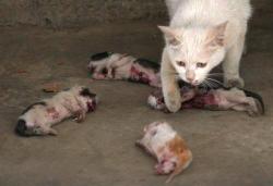 ombra-lupo:  chchchchcherrrybomb:  cutelovelyfunnysarcastic:  sweetpaintings:  The mother cat kept licking the kittens, hoping it would revive them. According to the family that adopted the stray cat, on the morning of the 11th when they heard the cat’s