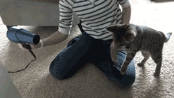 thefrogman:  Cat versus hair dryer.  [video]