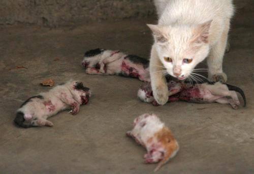 godtricksterloki:  thelokidone:  americangladiator:  americangladiator:  extremefalling:  (This was already found on Tumblr but I do not know the source.) REBLOG THIS PICTURE TO SHOW YOU’RE AGAINST ANIMAL ABUSE! The mother cat kept licking the kittens,