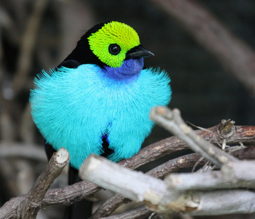 fat-birds:fat-birds:Paradise Tanager by San Diego Shooter on Flickr.colorful boi
