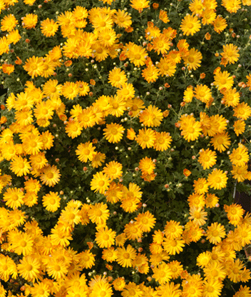 A rainbow of kiku at Fall Flowers of Japan.
See more of NYBG photographer Ivo M. Vermeulen’s kiku pictures on the Garden’s Flickr stream.