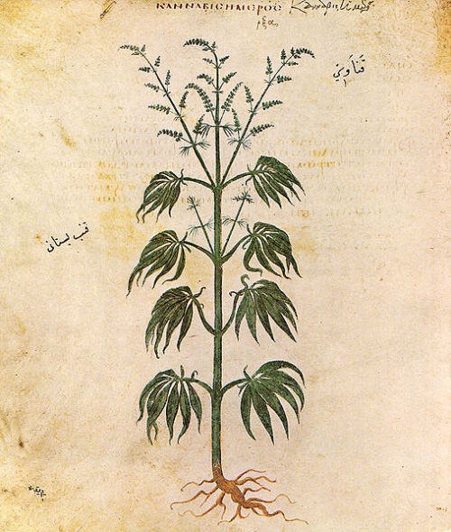 mediumaevum:Medicinal Properties of Cannabis According to Medieval Manuscripts of AzerbaijanBy Farid