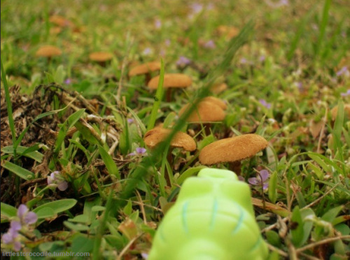 littlestcrocodile:  ◕3◕ Follow the path of golden mushrooms!~ 