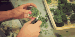 weedporndaily:  getting a manicure 