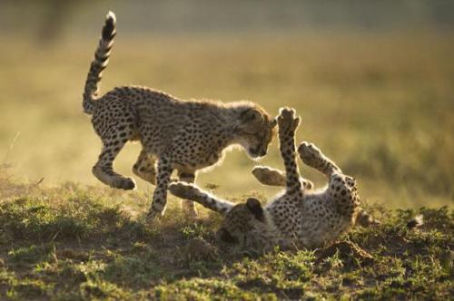 thebigcatblog: Two cheetah cubs play-fight while the sun sets on the Maasai Mara in Kenya. Wildlife 