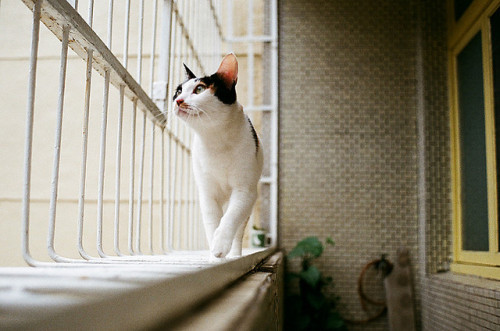 cat walk by doistrakh on Flickr.