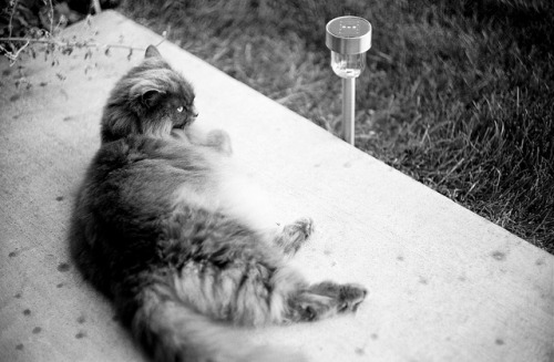 Scooter At Rest, July, 2010 by Maggie Osterberg on Flickr.