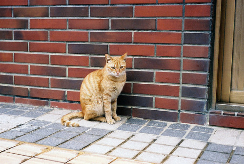 貓咪你好 by 今 ゆっくりと 歩いていこう on Flickr.