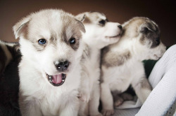 curitas:  Husky pups (by bhawi) 