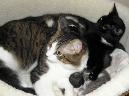 kittiesntitties.tumblr.com/post/11655703399/