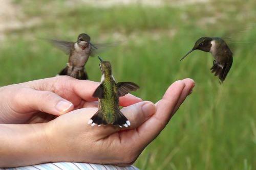 funnywildlife:  Bird wisperer 