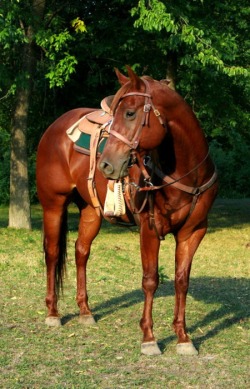 Quarter Horse; Sass, Class &Amp; Ass