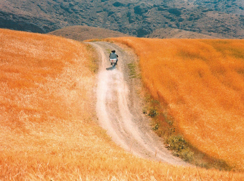 strangewood: The Wind Will Carry Us // dir. Abbas Kiarostami Abbas Kiarostami (1940-2016)