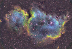 imalioncub:  A nebula in Cassiopeia 