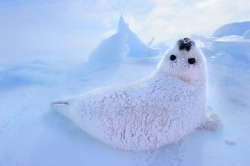 me im a seal