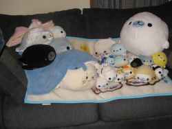 plushcrush:  All my Mamegomas in their natural