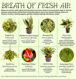 wallacegardens:  Clean the air inside your home, by growing some of these houseplants. There are houseplants suitable to most light conditions inside the home. Study by NASA, the University of Georgia, and Wolverton Environmental Services. Plant photos