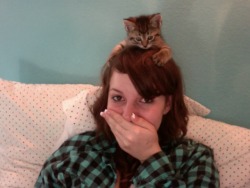 Missda1Sy:  I Miss When My Kitty Was This Tiny And She Sat On My Head.  This Is Adorable.