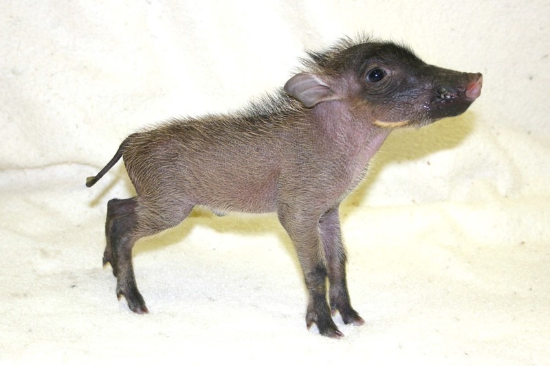 Baby Warthog Explore Tumblr Posts And Blogs Tumgir