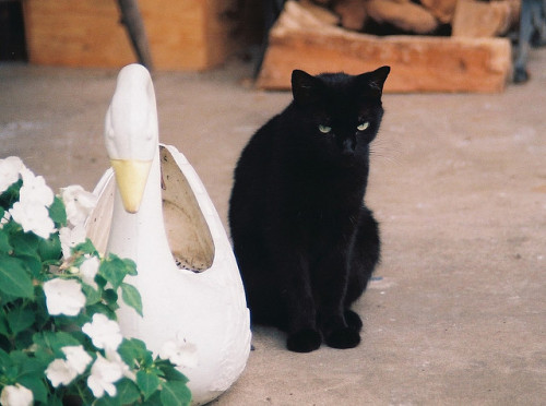 Huntress[film] by Eva Louise [Shelter Dog Photography] on Flickr.