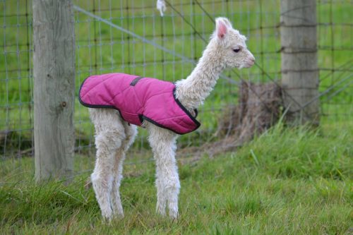 thefluffingtonpost:  A baby Alpaca in a hip new vest Via Reddit