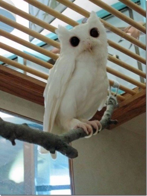 bambistark:  I don’t know if I should be hiding in terror or trying to cuddle the