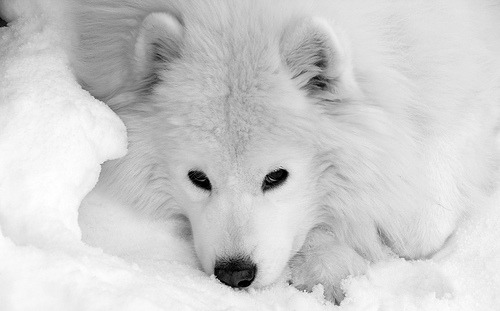m-ildvibes:  white/serene blog! ♡