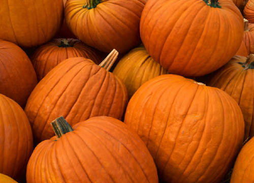 It’s that time of year again everyone! We get into fall and we start seeing pumpkins everywhere! Don’t just carve your pumpkin, use it to enjoy some great tasting, healthy, and oh so colorful meals.
Did you know that pumpkins are full of vitamin A,...