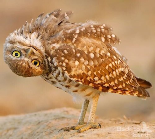 funnywildlife:  U looking at me?