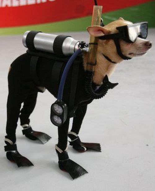 Scuba Dog!