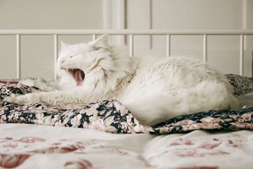 infinite-contradictions: yawn by simple tess on Flickr.