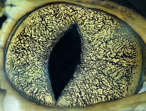 eyeballmansion:ianbrooks:The Eyes of Animals by Suren ManvelyanSuren, who has a Phd in Theoretical P