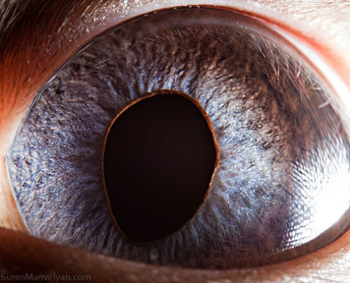 eyeballmansion:ianbrooks:The Eyes of Animals by Suren ManvelyanSuren, who has a Phd in Theoretical P