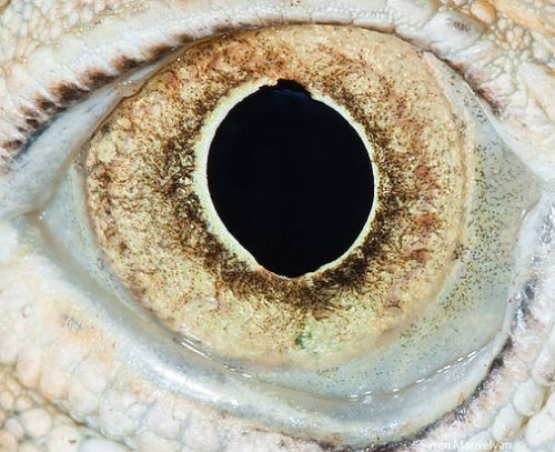 eyeballmansion:ianbrooks:The Eyes of Animals by Suren ManvelyanSuren, who has a Phd in Theoretical P