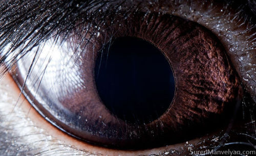 eyeballmansion:ianbrooks:The Eyes of Animals by Suren ManvelyanSuren, who has a Phd in Theoretical P