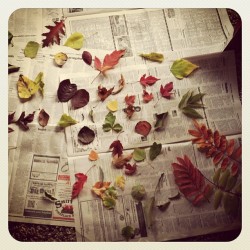 tylerknott:  Went on a leaf hunt with my little nephew. These were the spoils.  Rayn lets go on a leaf hunt