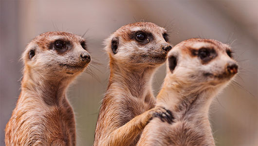 Study finds meerkats can recognize each other’s voices
Meerkats become confused when an individual’s voice is played back from a location that is physically impossible for that individual meerkat to be.
