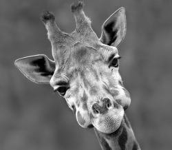 withmyheartwideopen:  I have been seriously loving giraffes lately. 