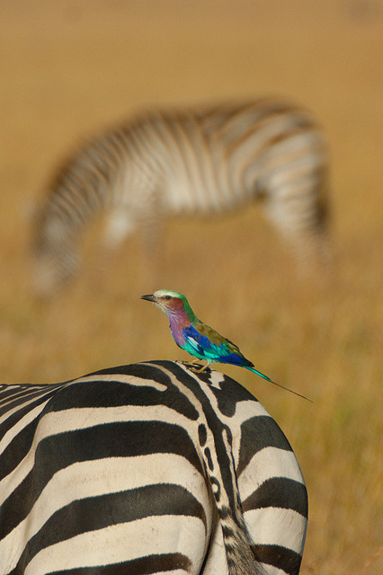 halibiotic:  Bokeh Zebra Colourful Bird by Greg McMullin on Flickr.