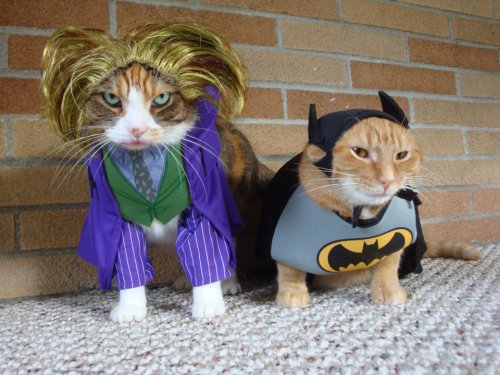 funny-pictures-uk:  An exclusive preview of the new batman movie. Maybe. 