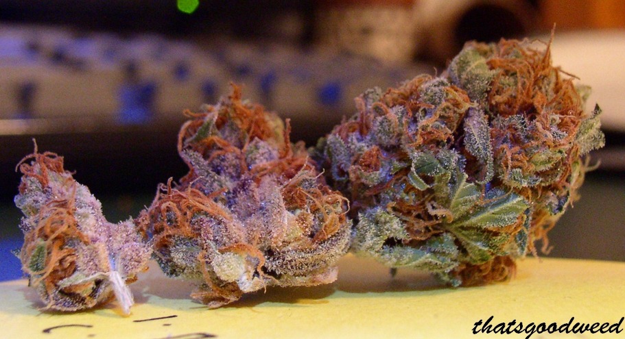 thatsgoodweed:  Follow ThatsGoodWeed 
