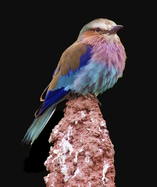fat-birds: Lilac Breasted Roller on Black by Steve - wants a job at Chester Zoo on Flickr.