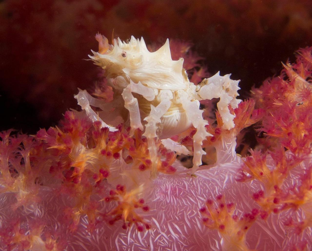 About 5mm worth of the soft coral crab Hoplophrys oatesii
© John Forsyth